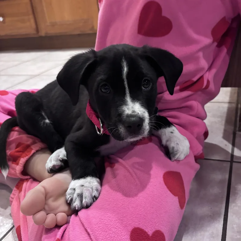 Ringo Starr  Local thumbnail 3