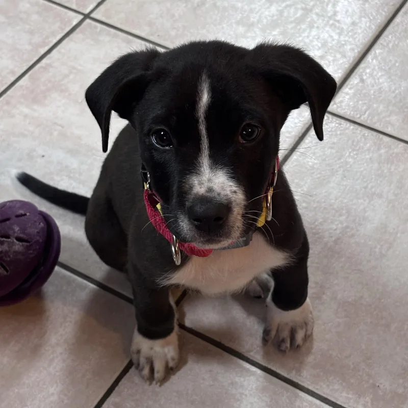 Ringo Starr  Local thumbnail 4