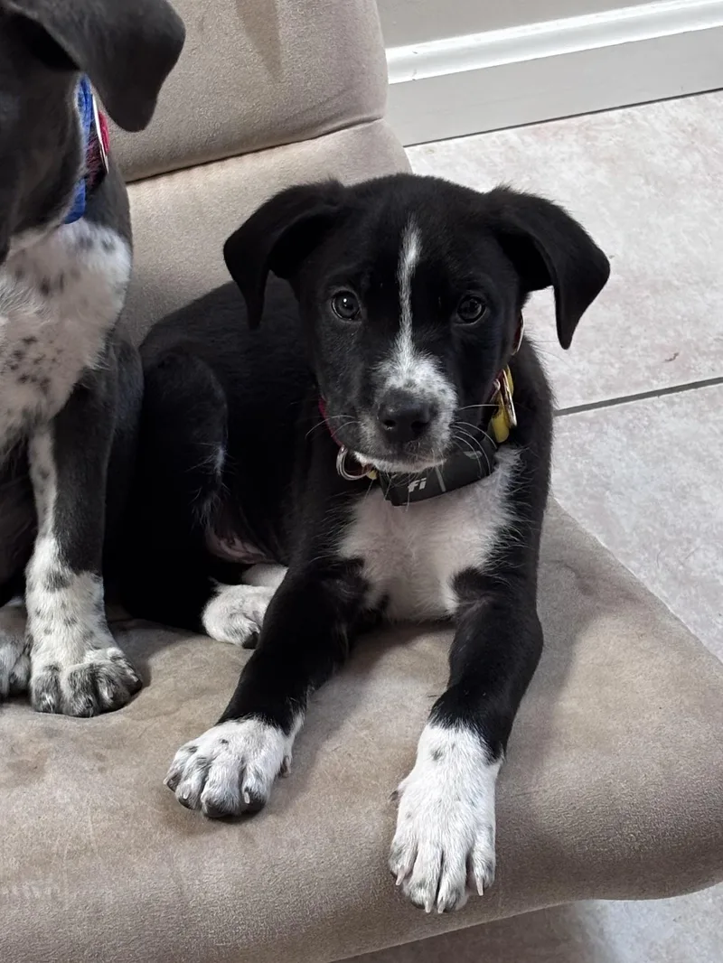 Ringo Starr  Local thumbnail 5