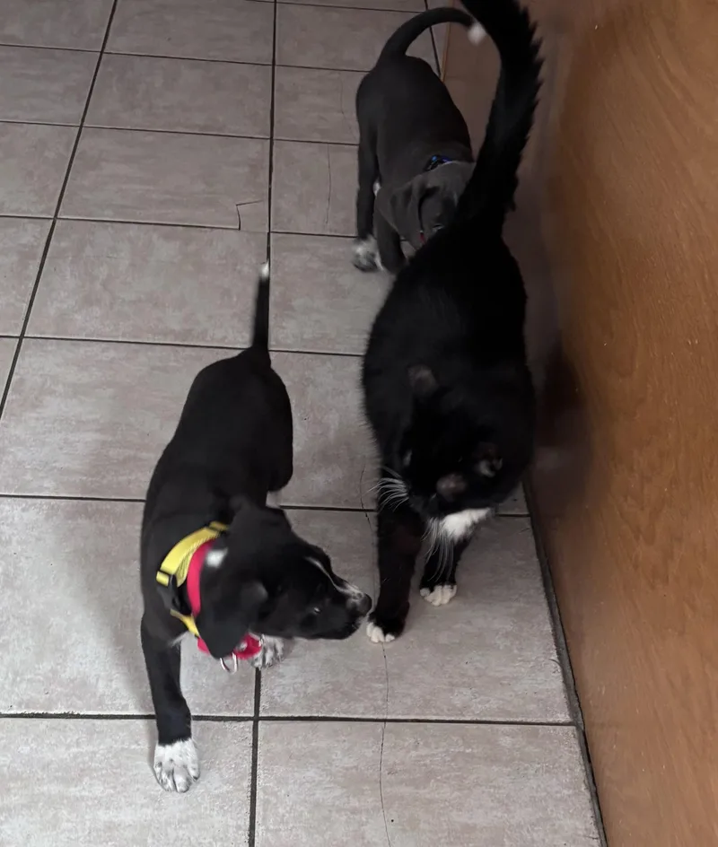 Ringo Starr  Local thumbnail 6