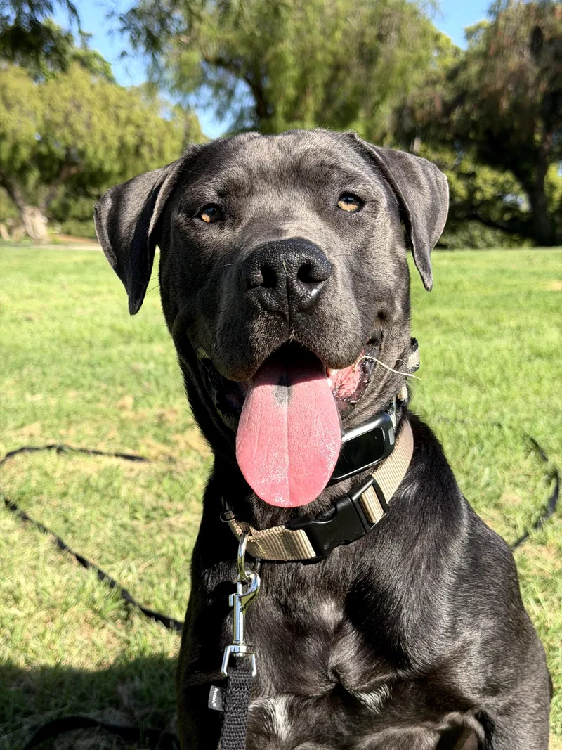A baby extra large-sized male Black Great Dane dog named Hooch for adoption in Long Beach, CA