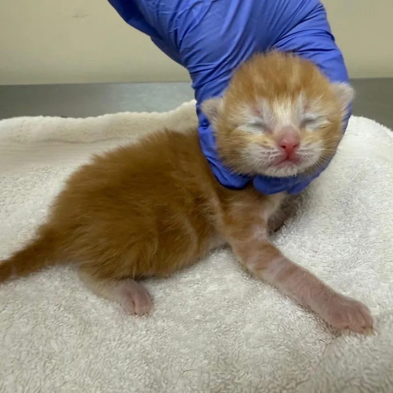 A baby small-sized male Orange / Red Domestic Short Hair cat named Nick for adoption in Birmingham, AL