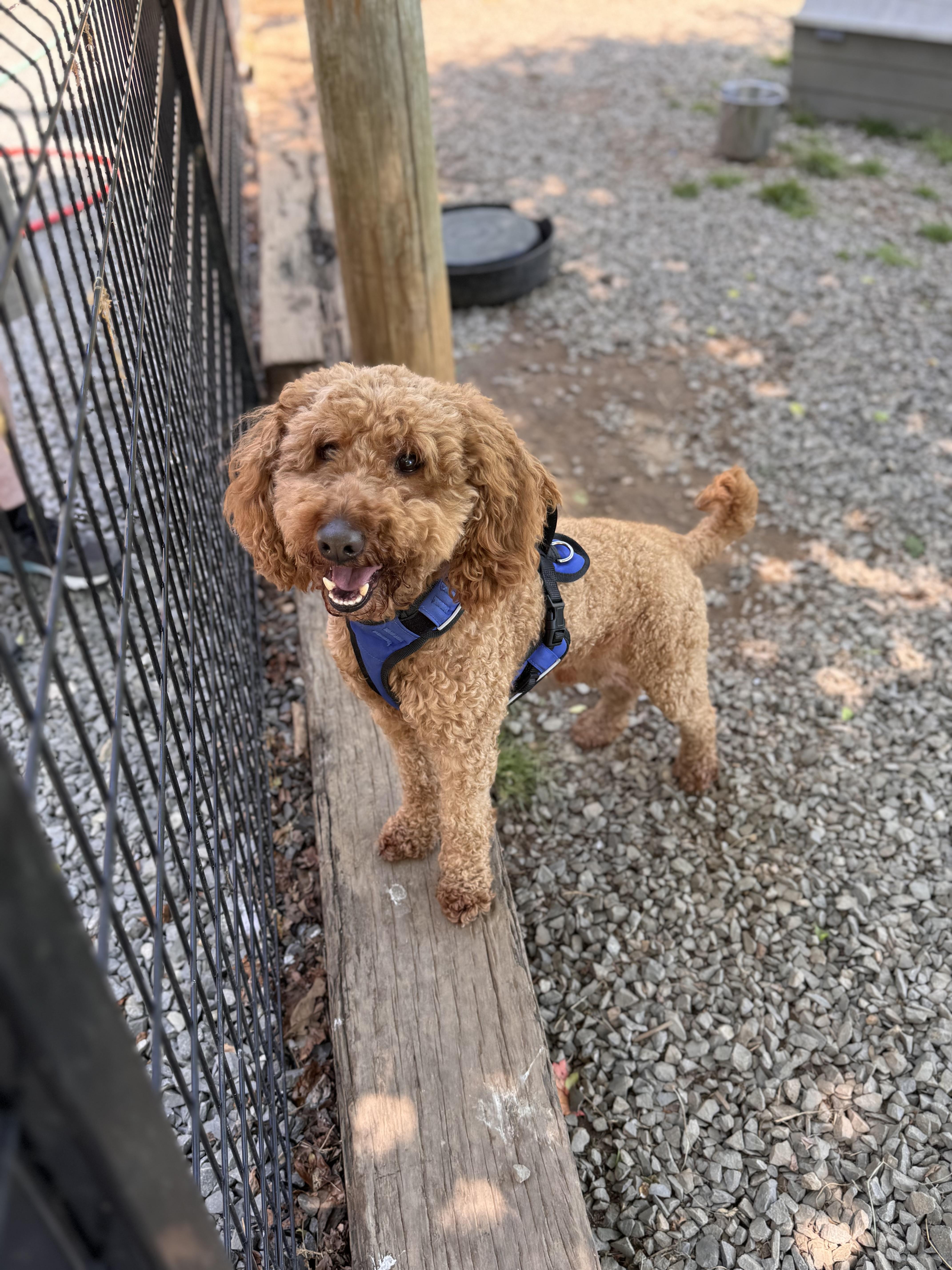 An adult small-sized male Goldendoodle dog named Georgie for adoption in Sequatchie, TN