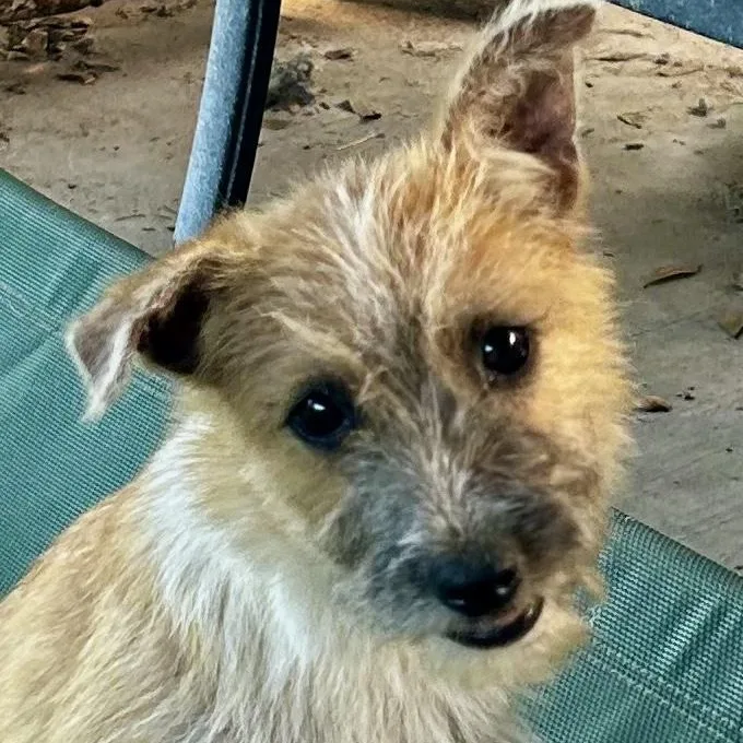 Donnie A Pocketsized Terrier