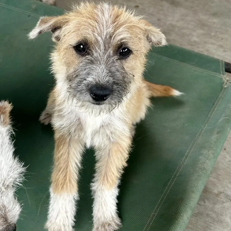 Donnie A Pocketsized Terrier thumbnail 4