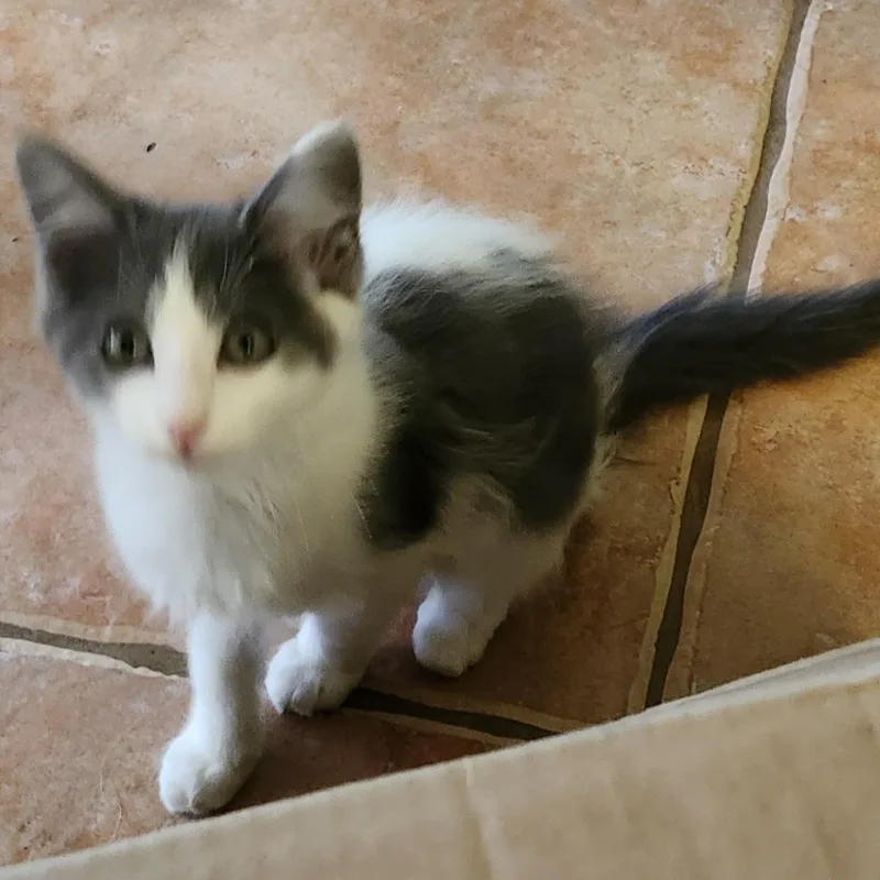 A young medium-sized female Gray & White Domestic Long Hair cat named Molli for adoption in Magnolia, TX