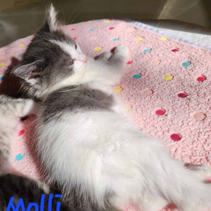 Molli thumbnail 2