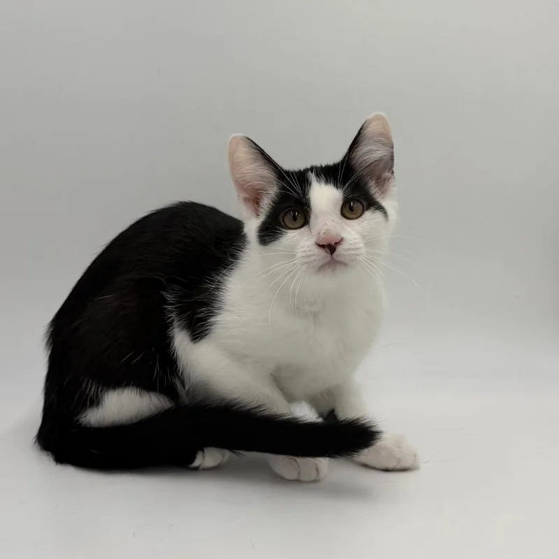 A baby small-sized male Domestic Short Hair cat named Connections for adoption in State College, PA