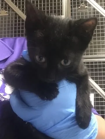 A baby small-sized female Domestic Short Hair cat named Persephone for adoption in Conroe, TX