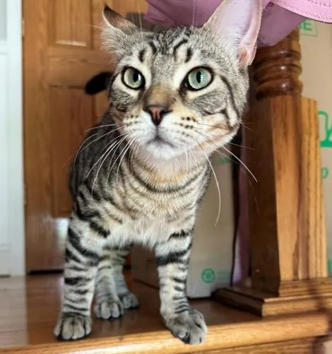 Simba