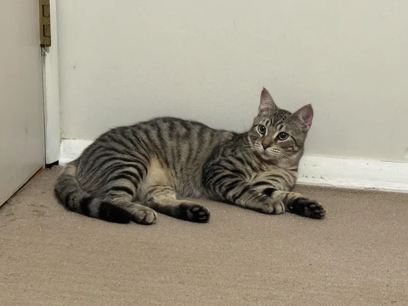 Simba thumbnail 2