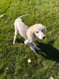 A young small-sized male White / Cream Standard Poodle dog named Rosco for adoption in Oakland, MI