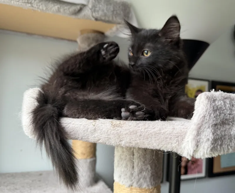 A baby small-sized male Domestic Long Hair cat named Pauly for adoption in BREINIGSVILLE, PA