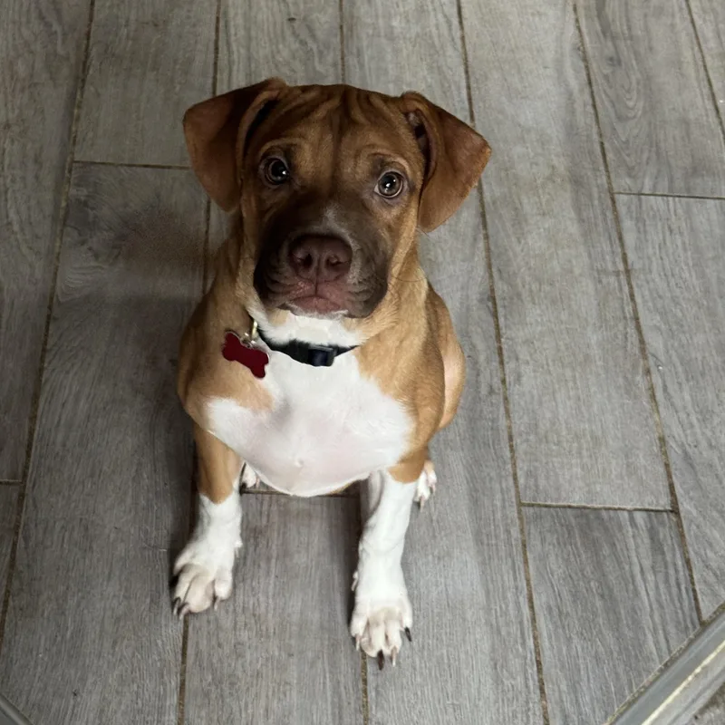 A young large-sized female Brown / Chocolate Pit Bull Terrier dog named Miley for adoption in Detroit, MI