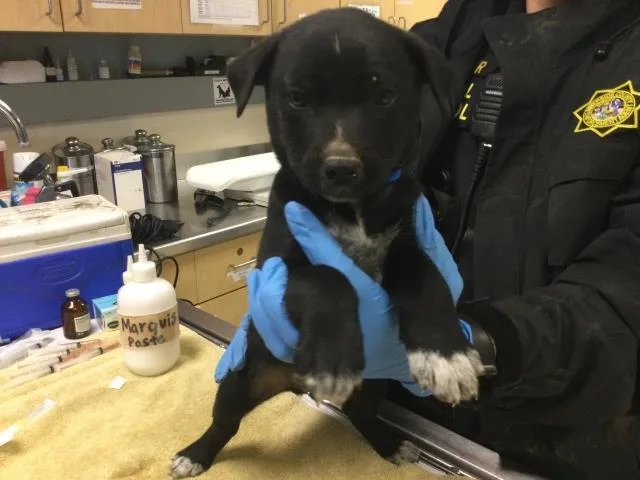 A young small-sized male Australian Cattle Dog / Blue Heeler dog named Goblin for adoption in Riverside, CA