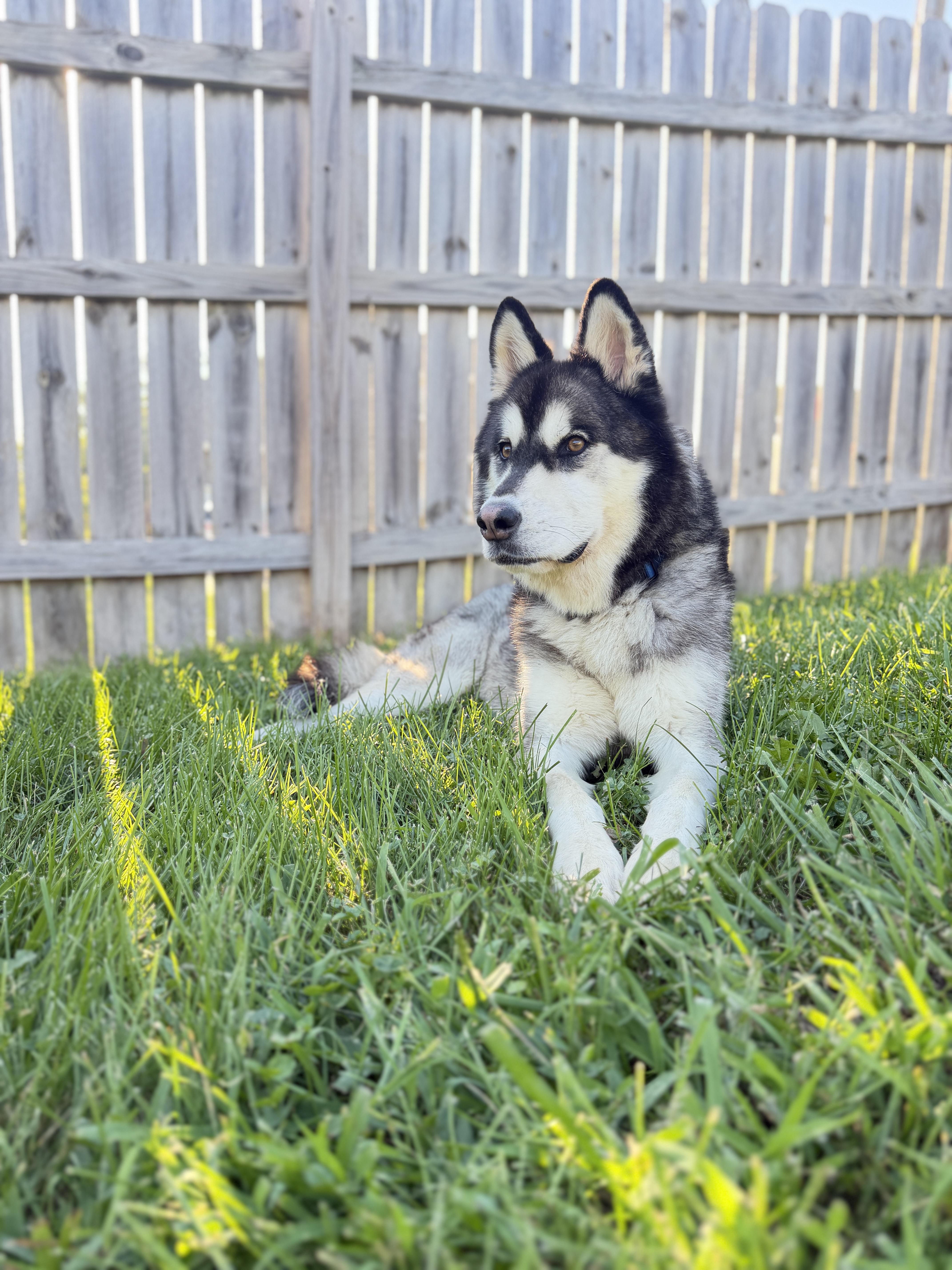 An adult large-sized male Siberian Husky dog named Cian for adoption in La Motte, IA