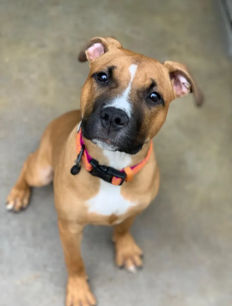 A young medium-sized female Golden Pit Bull Terrier dog named Mable for adoption in Teterboro, NJ