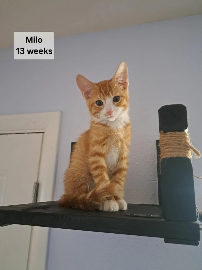 A baby medium-sized male Orange & White Domestic Short Hair cat named Milo for adoption in Glendale, AZ