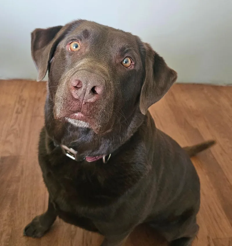 Moose