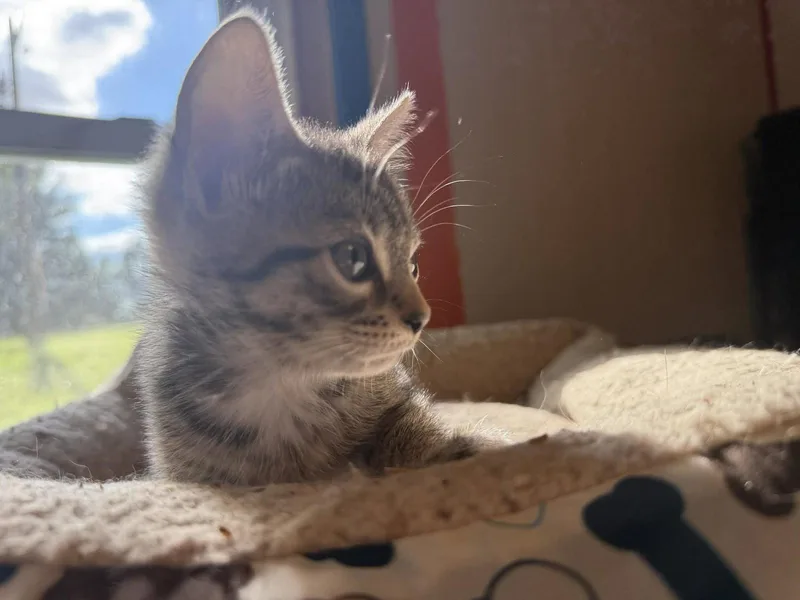 Amber