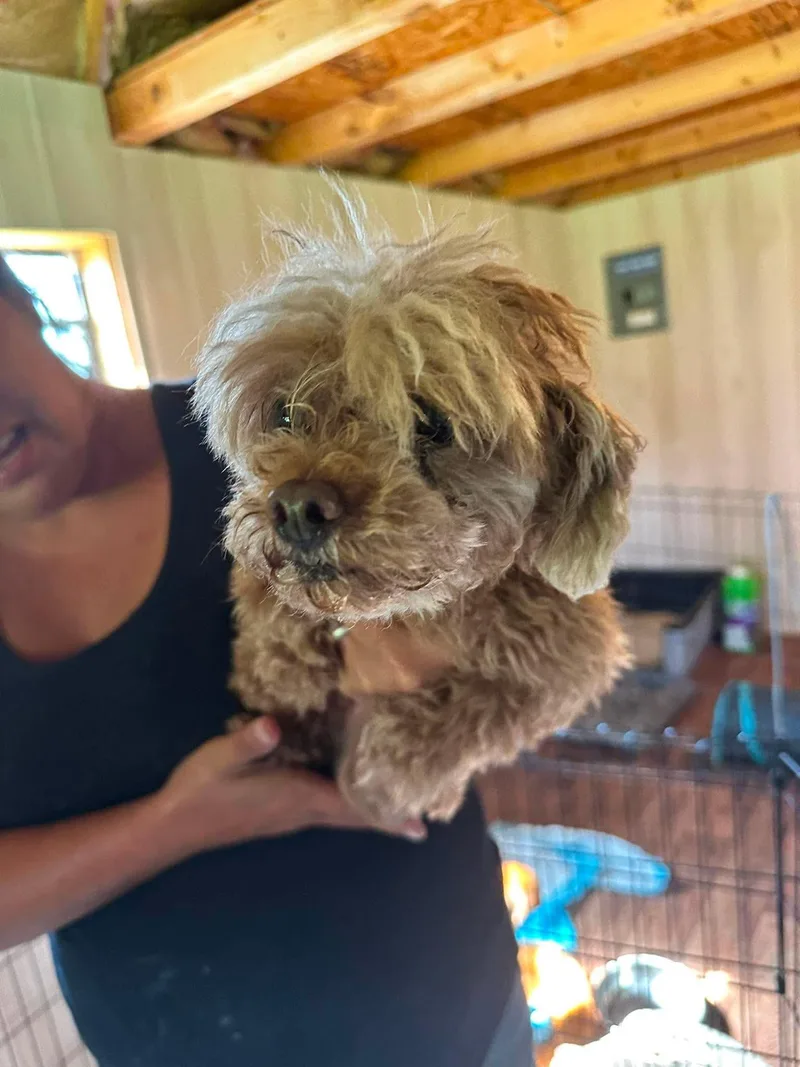 An adult small-sized female Miniature Poodle dog named Angelica for adoption in Richmond, KY