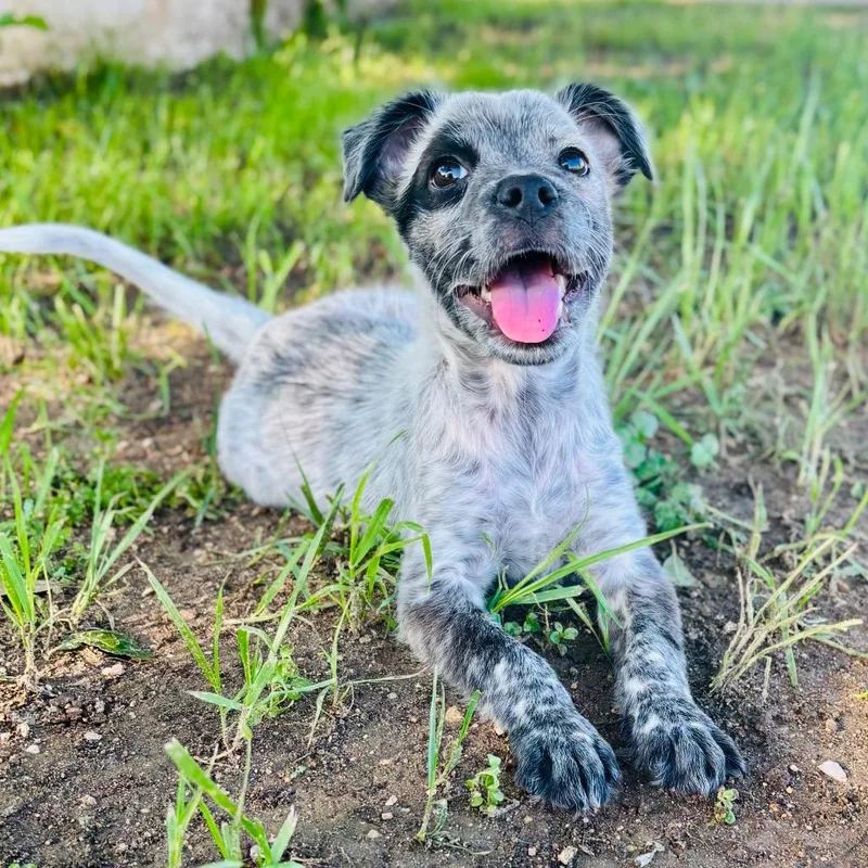 A baby medium-sized female Gray / Blue / Silver Australian Cattle Dog / Blue Heeler dog named Moxie for adoption in Bastrop, TX