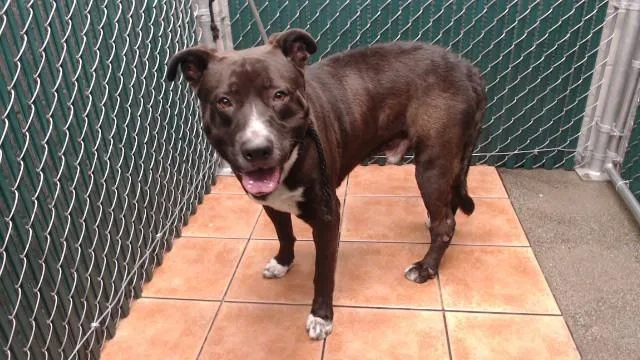 An adult medium-sized male Pit Bull Terrier dog named Hades for adoption in Downey, CA
