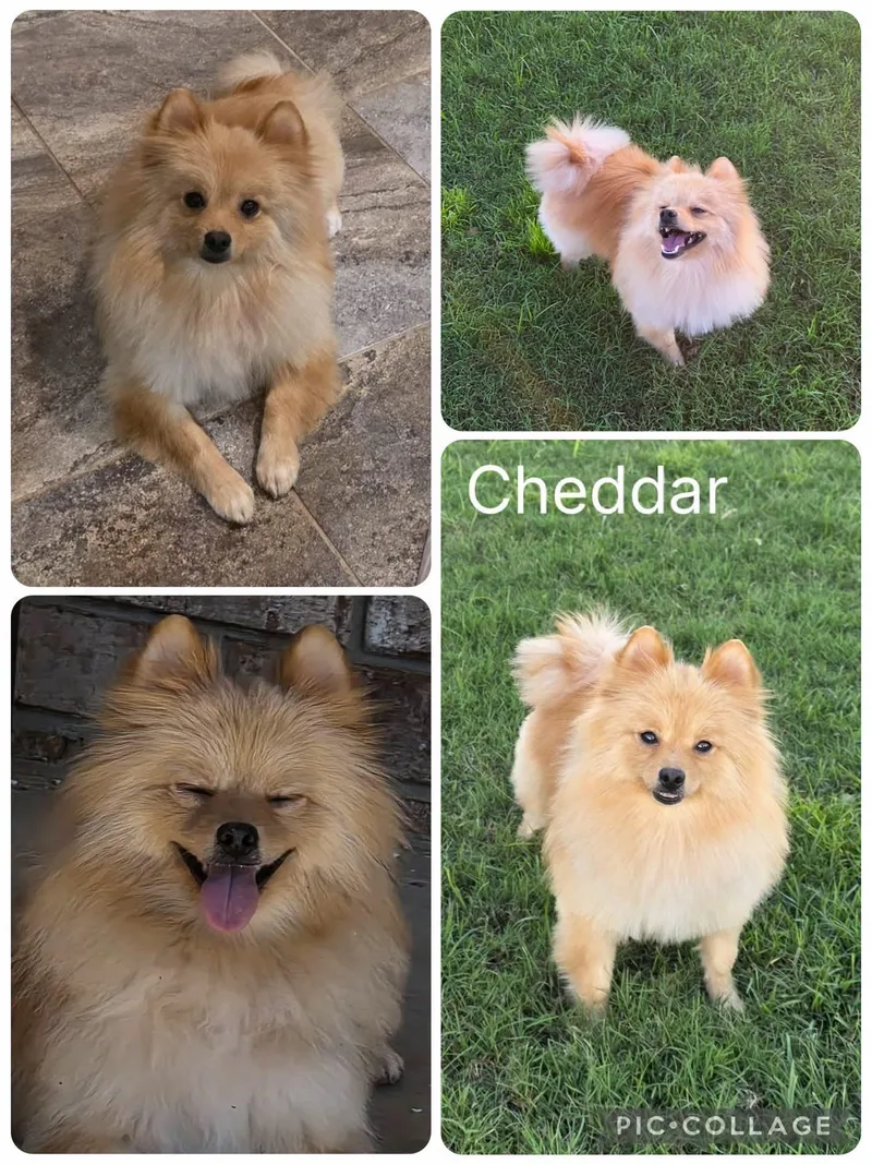 A young small-sized male Golden Pomeranian dog named Cheddar for adoption in Enterprise, AL