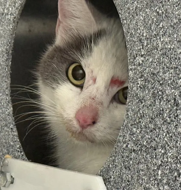 An adult medium-sized female Domestic Medium Hair cat named Fiona for adoption in Golden, CO