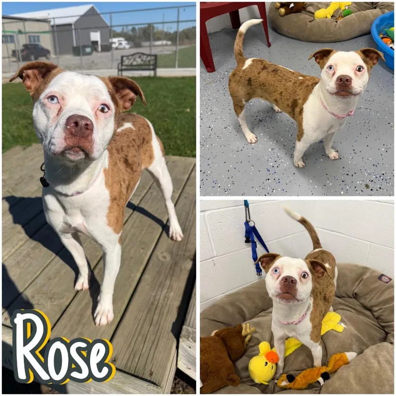 A young medium-sized female American Staffordshire Terrier dog named Rose for adoption in Pierceton, IN