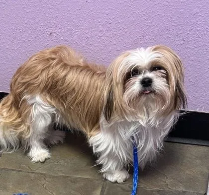 A baby small-sized male White / Cream Shih Tzu dog named Gizmo for adoption in El Paso, TX