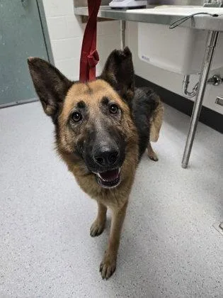 A young large-sized female German Shepherd Dog dog named Elsinore for adoption in Oakland, CA
