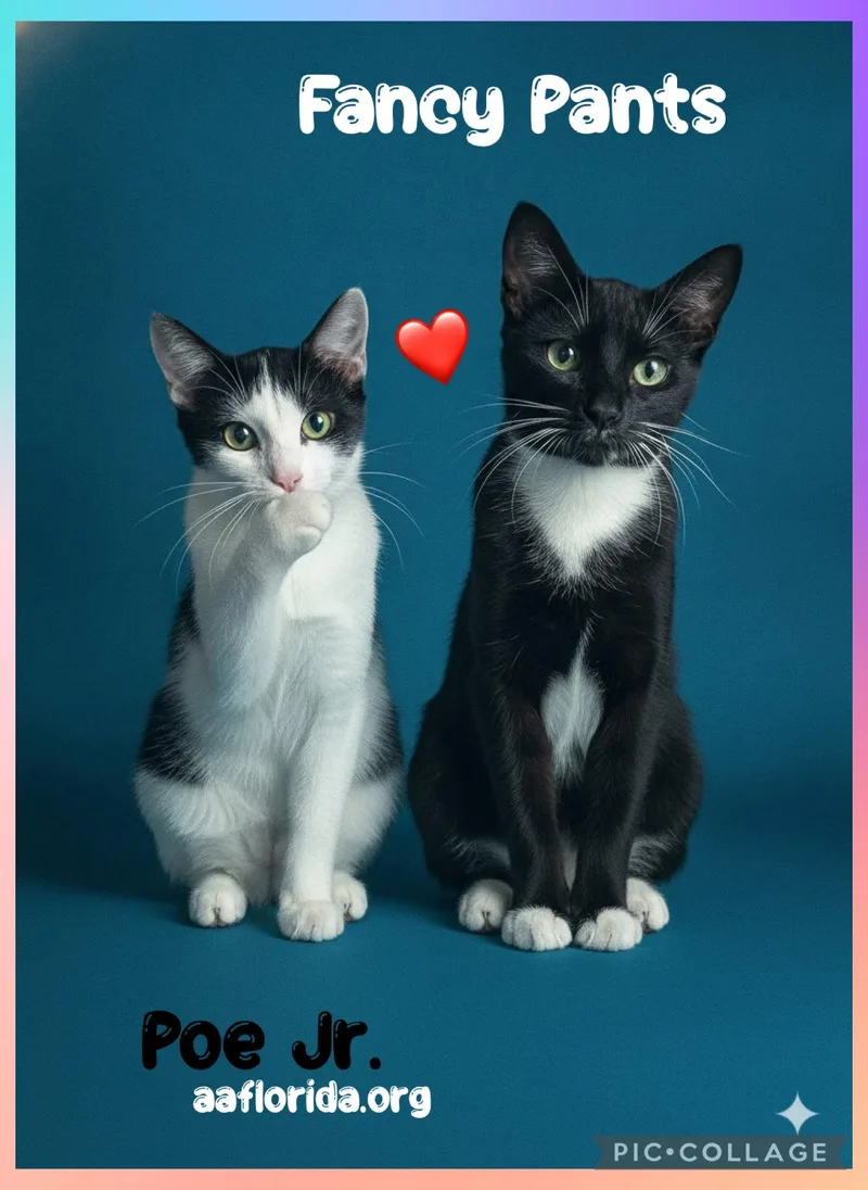 A young medium-sized female Black & White / Tuxedo Domestic Short Hair cat named Fancy Pants & Poe for adoption in Pensacola, FL