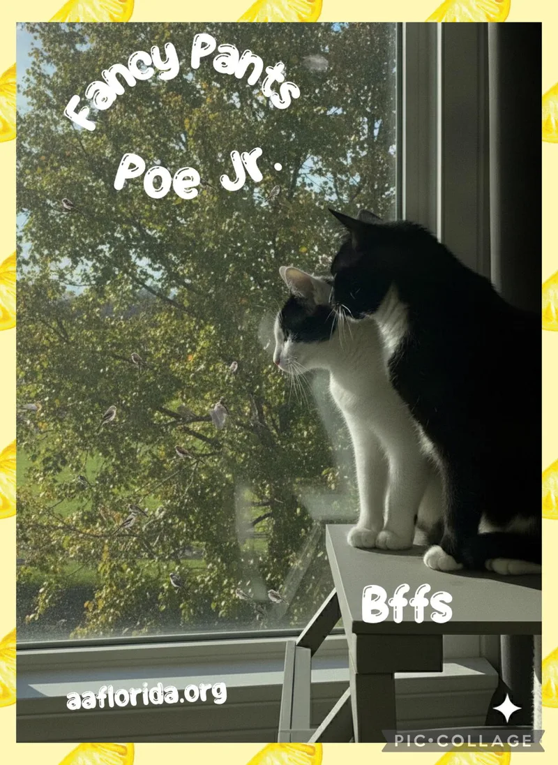 Fancy Pants & Poe thumbnail 2