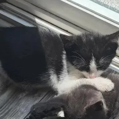 A baby medium-sized male Black & White / Tuxedo Tuxedo cat named Meck for adoption in Denver, NC