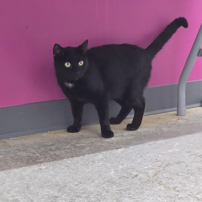 An adult medium-sized female Black Domestic Short Hair cat named Kinsley for adoption in Tyner, KY