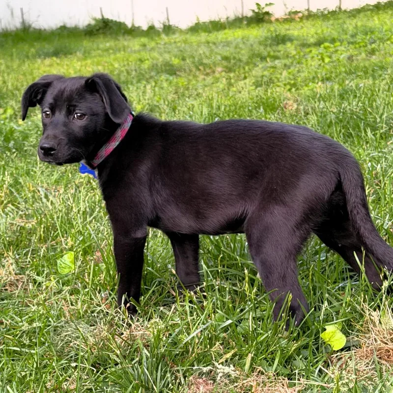 A baby small-sized female Black Labrador Retriever dog named Tallahassee for adoption in Michigan City, IN