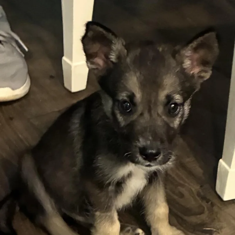 A baby small-sized male Spitz dog named Tango for adoption in New Tazewell, TN