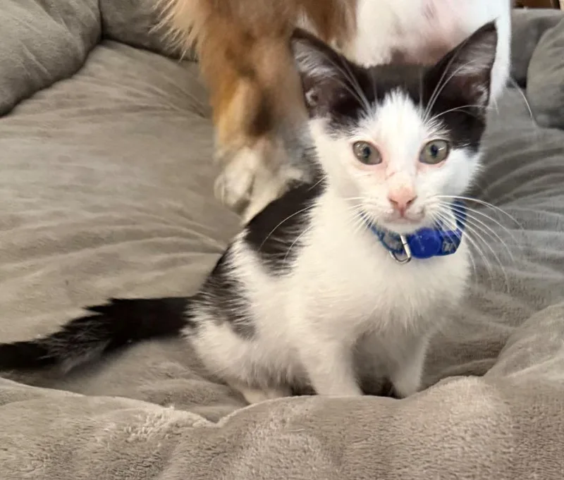 A baby medium-sized male Domestic Short Hair cat named Benedict for adoption in Little Rock, AR
