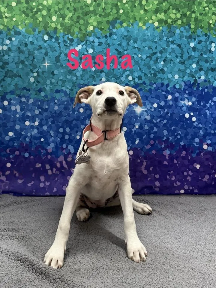 Sasha