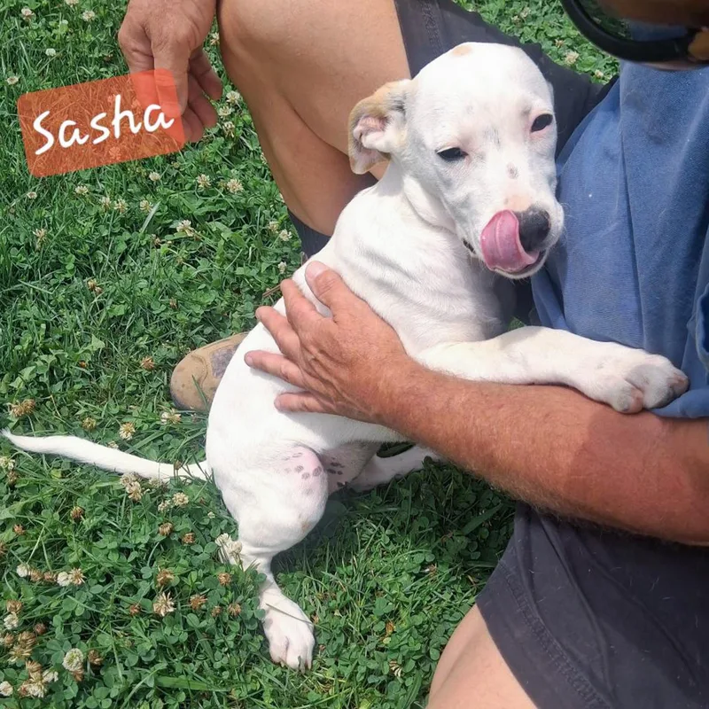 Sasha thumbnail 3