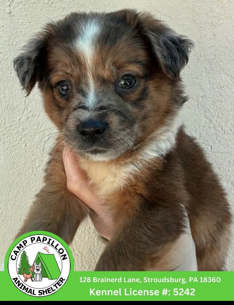A baby medium-sized female Bernese Mountain Dog dog named Carla for adoption in Stroudsburg, PA