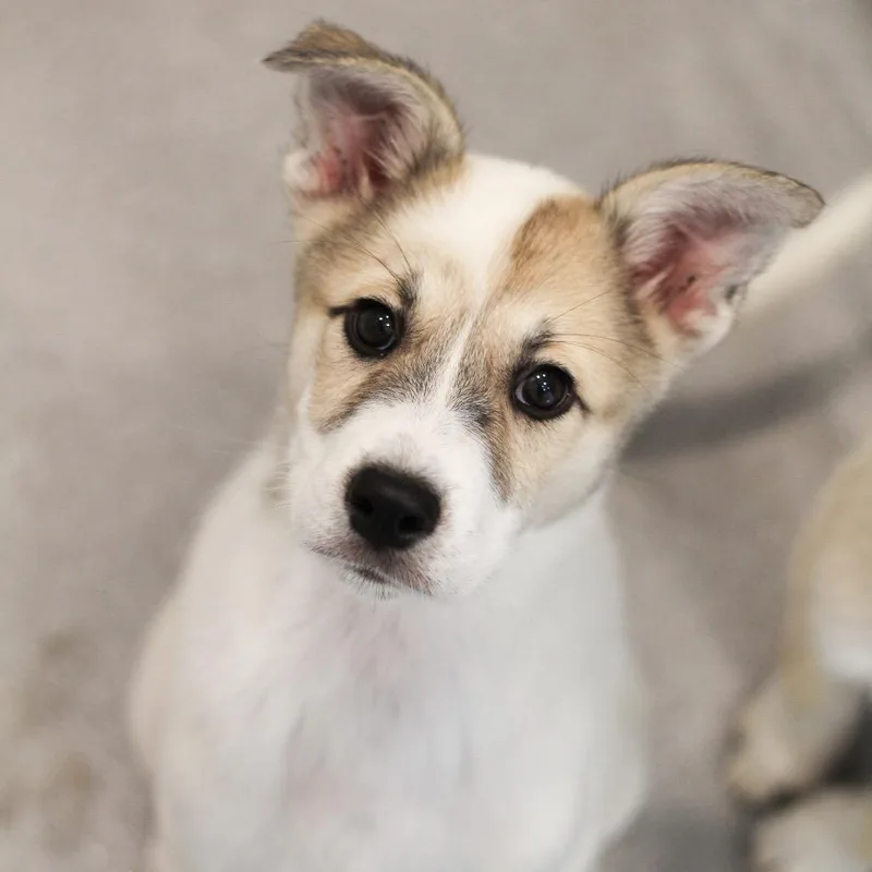 A baby medium-sized female Great Pyrenees dog named Iris for adoption in Cumming, GA