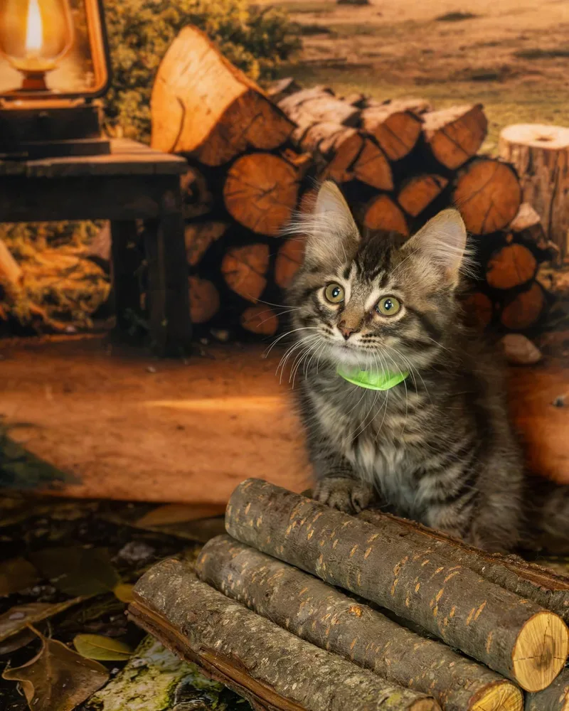 A baby small-sized male Tabby (Brown / Chocolate) Domestic Medium Hair cat named Meowgli for adoption in Lapeer, MI