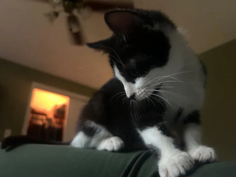 A baby medium-sized female Domestic Short Hair cat named a Bouey for adoption in Windsor, CT