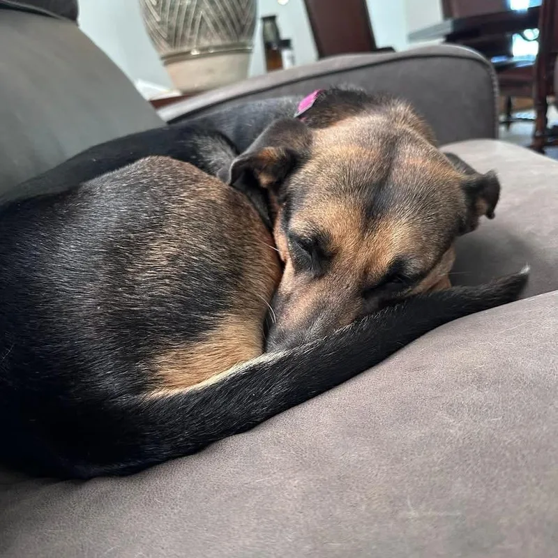 An adult medium-sized female Black Shepherd dog named Shandy for adoption in Boerne, TX