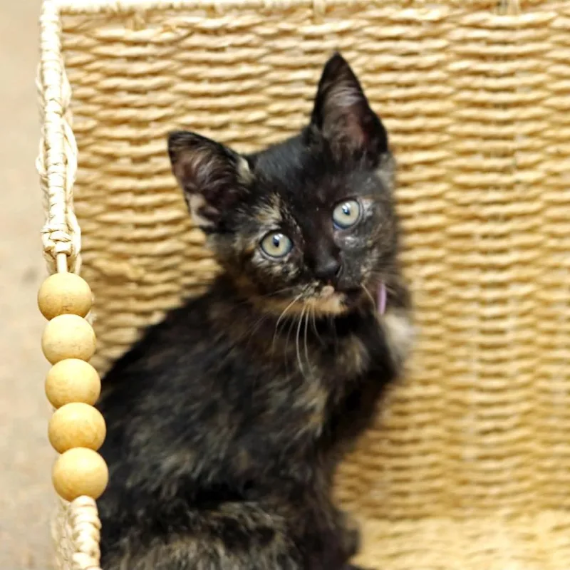 A baby small-sized female Tortoiseshell Domestic Short Hair cat named Sookie for adoption in Houston, TX