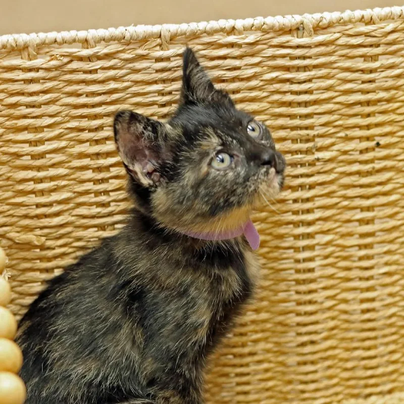 Sookie thumbnail 3
