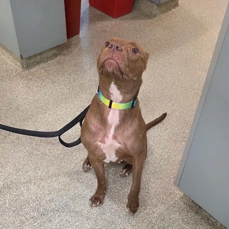 An adult medium-sized female Golden Mixed Breed dog named Punky Brewster for adoption in Jacksonville, FL