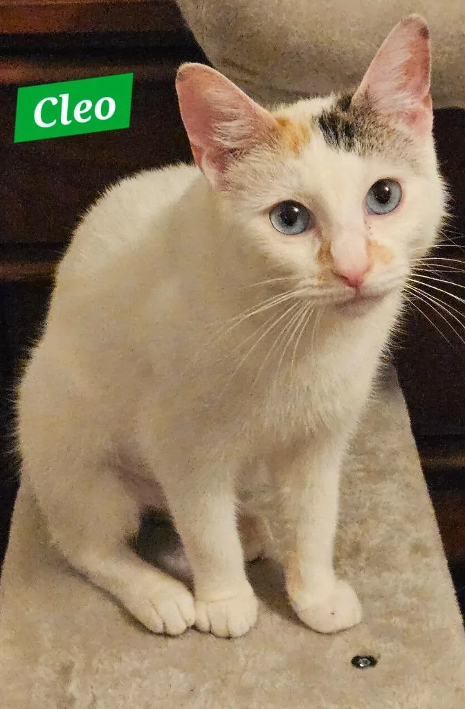 A young medium-sized female Domestic Short Hair cat named Cleo for adoption in Manchester, TN